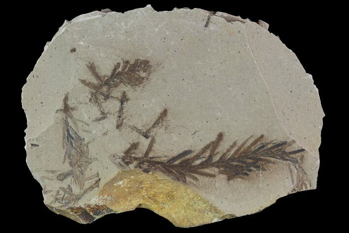 Metasequoia (Dawn Redwood) Fossils - Montana #89375